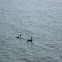 Eared Grebes