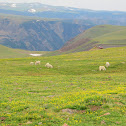 Mountain Goat 