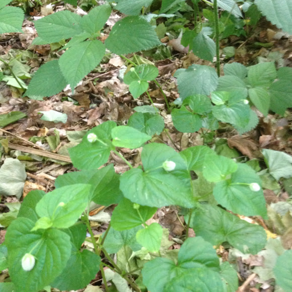 Spotting Image 1
