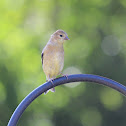 American Goldfinch