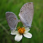 Eastern tailed-blue
