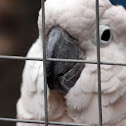 Salmon-Crested Cockatoo