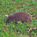 Hedgehog/Jež