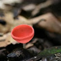 Red cup mushroom