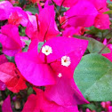 Bougainvillea