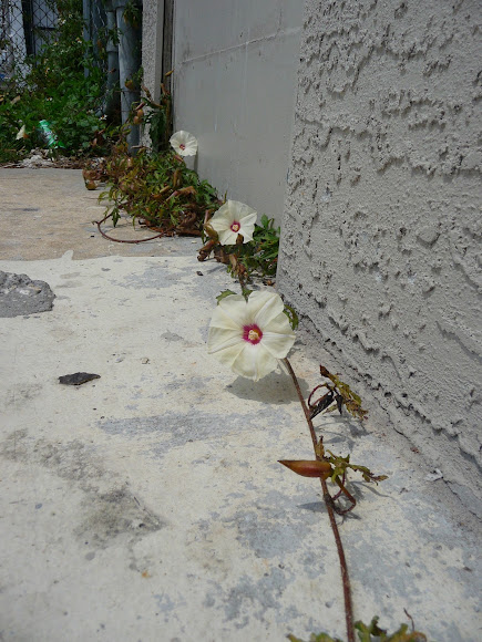 Spotting Image 1