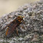 Hoverfly with green eyes