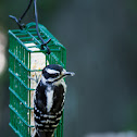 Downy Woodpecker (female)