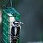 Downy Woodpecker (female)