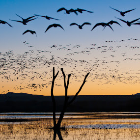 Bosque del Apache by Gorazd Golob - Landscapes Travel