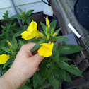 Evening Primrose