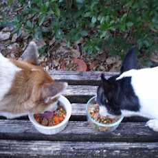 Kona K's Beef & Veggie Dinner for Doggies