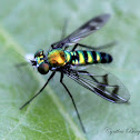 Long-legged Fly