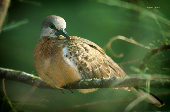 Spotting Image 1