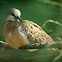 Spotted Dove