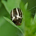 Ragweed leaf beetle