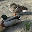 Mallard duck