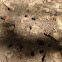 Ant