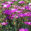 Mini Ice Plant