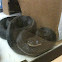 Black Rat Snake