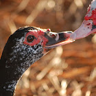 Muscovy Duck
