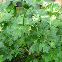 Creeping buttercup