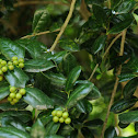 Holly with green berries