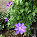 Clematis