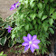 Clematis