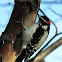 Downy Woodpecker