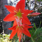 Day lily