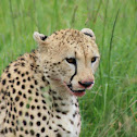 cheetah