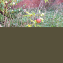 Red Apple Tree
