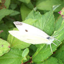 Small White