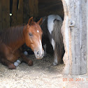 Anglo Arab, Shetland Pony
