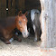 Anglo Arab, Shetland Pony