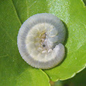 Sawfly Larva