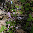 Forget-Me-Not