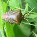 Sting Bug