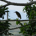 Garza - Heron