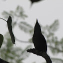 Little Spiderhunter