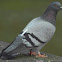 Pigeon