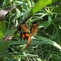 Pearl Crescent