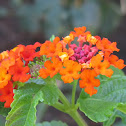 Sunrise Rose