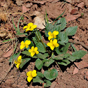 yellow mountain violets