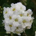 Viburnum