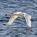 Mute swan