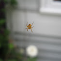 Spider