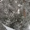 pine trees