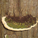 shelf mushroom